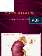 Corteza Suprarenal