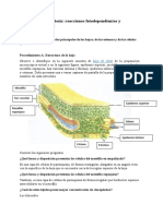 Práctica 9. Fotosíntesis - Reacciones Fotodependientes y Fotoindependientes