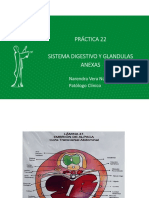 Práctica 22 Sistema Digestivo Y Glandulas Anexas: Narendra Vera Núñez, MD Patólogo Clínico