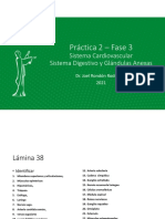 Práctica 2 - Fase 3: Sistema Cardiovascular Sistema Digestivo y Glándulas Anexas