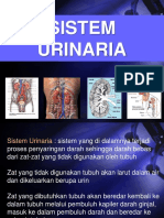 Sistem Urinaria