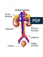 Sistema Excretor