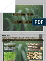 BUDIDAYA-TEBU-PEMBIBITAN