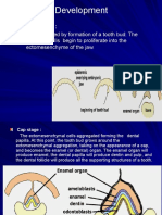 Teeth Development: Bud Stage