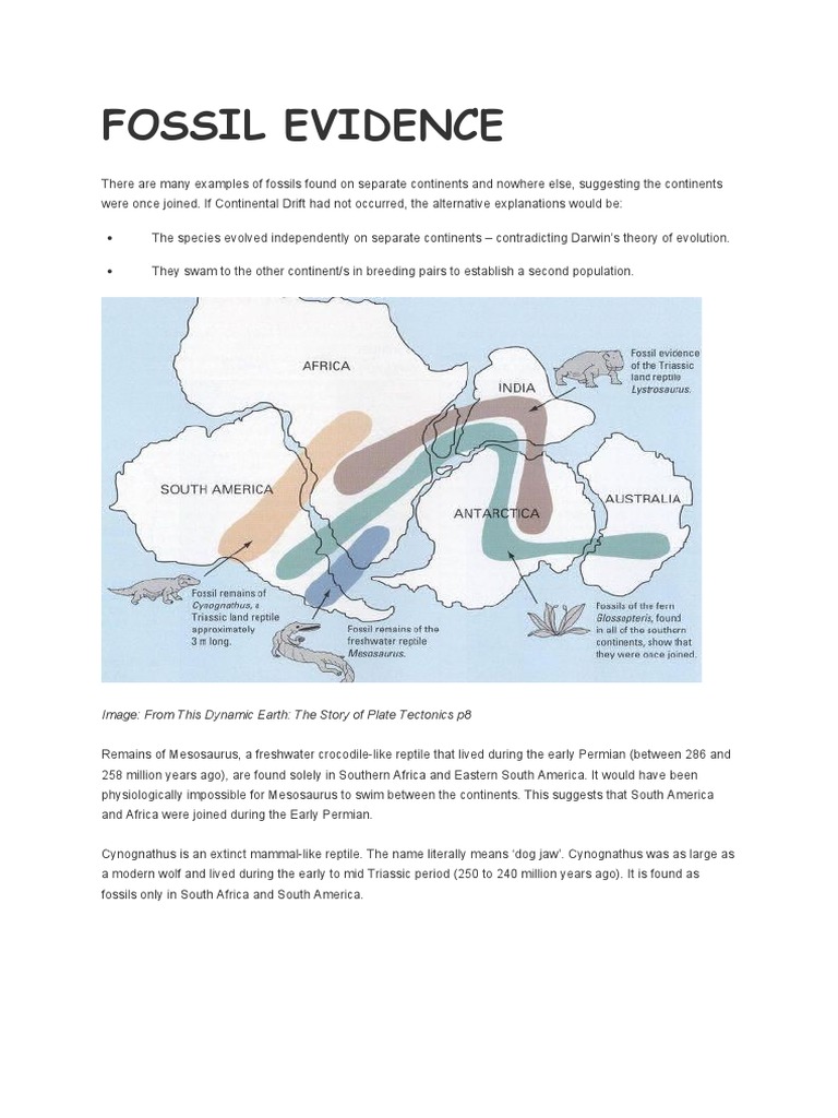 Fossil Evidence PDF Plate Tectonics Earth's Field