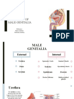 Anatomy of Male Genitalia