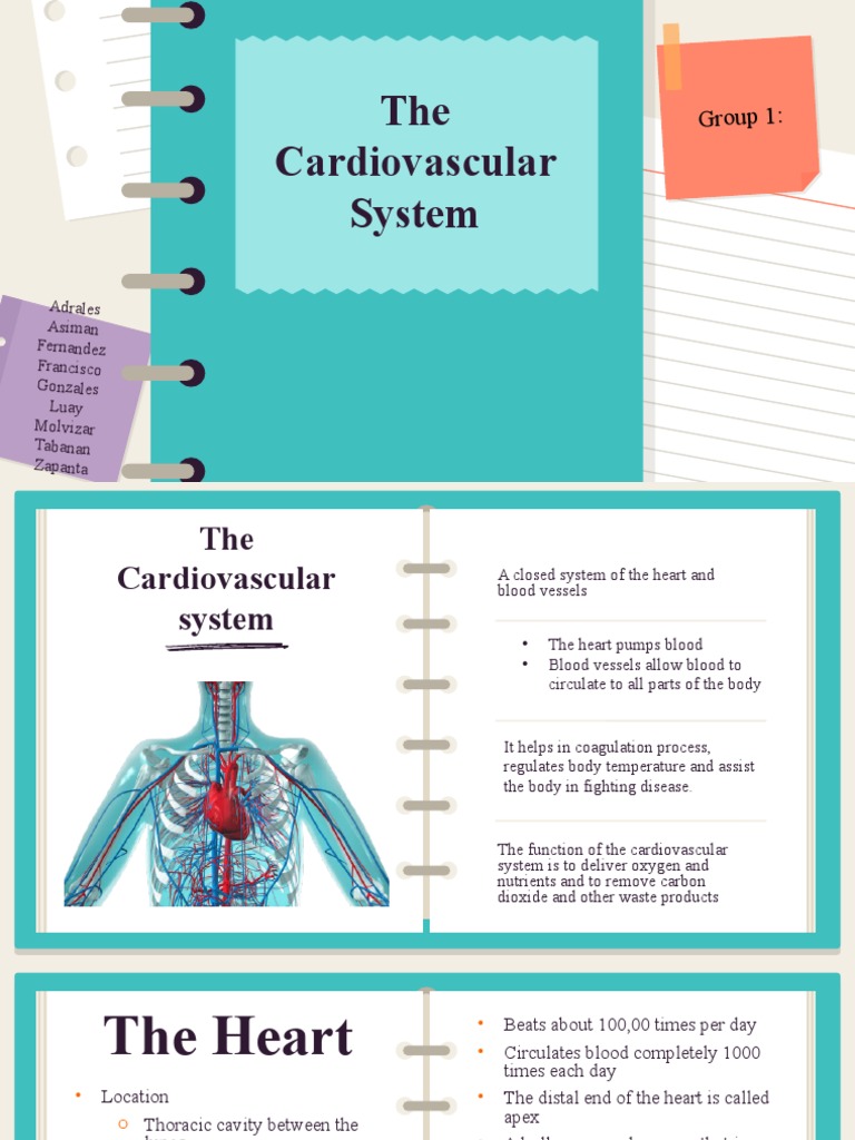 The Cardiovascular System: Group 1 | PDF | Heart | Heart Valve