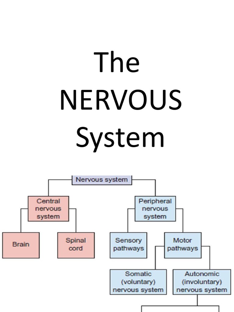 The Brain | PDF | Cerebrum | Central Nervous System