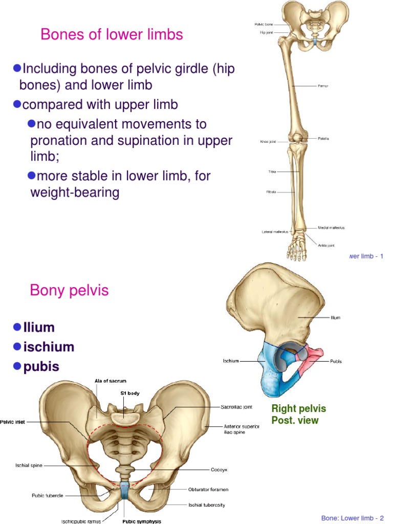 Iliopectineal line - Alchetron, The Free Social Encyclopedia, image size:768x1024