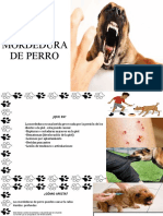 Mordedura de Perro