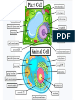 website cell diagrams  plant   animal cells  1 