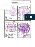 Praktikum Histologi Limfatik