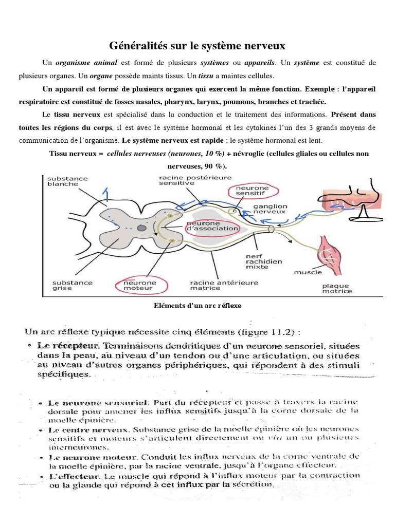 Anatomie et Fonction du Système Nerveux | PDF | Nerf | Neurone
