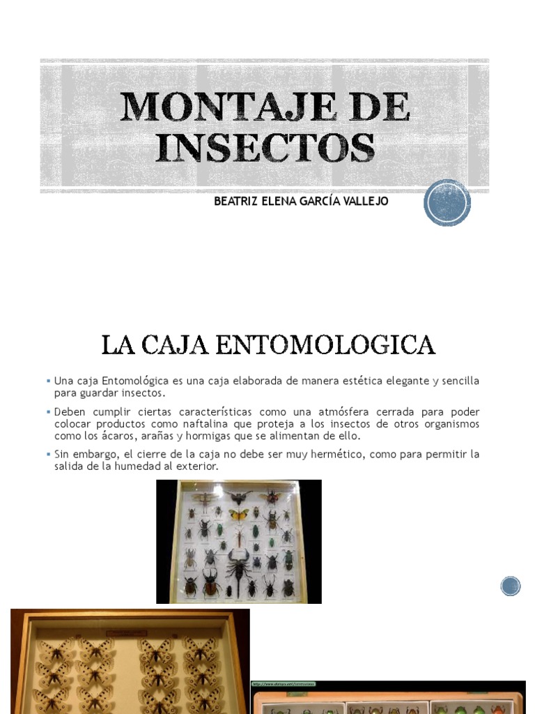 Guía para cajas entomológicas y montaje | PDF | Insectos