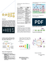 Triptico Mitosis-Meiosis