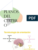 Planos Del Cerebro