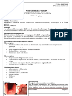 Morfofisiopatología I: Descripcion: Descripción de Las Características Macroscópicas