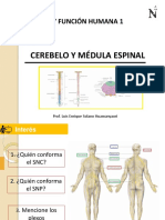 Cerebelo Y Médula Espinal: Estructura Y Función Humana 1