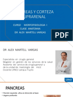 Clase Pancreas Anatomia PDF
