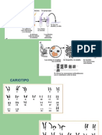 Cromosomas aneuploidía