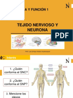 Tejido Nervioso Y Neurona: Morfología Y Función 1