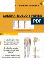 Anatomía de la cadera, muslo y periné