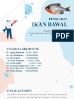 Pemijahan Ikan Bawal