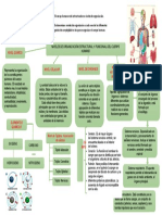 Niveles de Organización Estructural y Funcional Del Cuerpo Humano