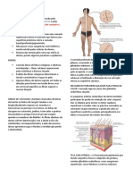 Anatomia Pele Camadas