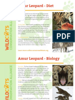 Amur Leopard - Diet: Prey