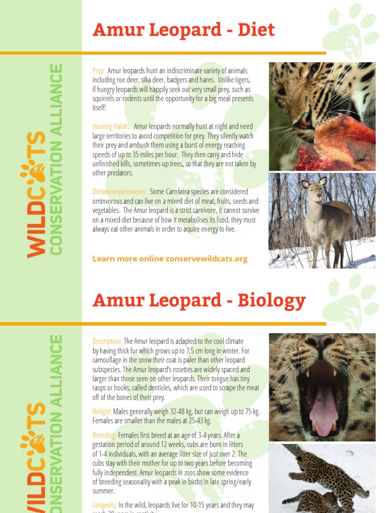 Amur Leopard - Diet: Prey | PDF | Leopard | Zoology