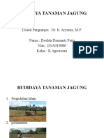 Budidaya Tanaman Jagung