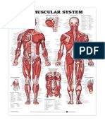The Muscular System Anatomical Chart - Not Available