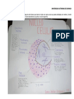 Tarea 1 . - Elabora Una Lámina en Cartulina Pliego de Color Blanco Que Ilustra El Núcleo y Sus Partes