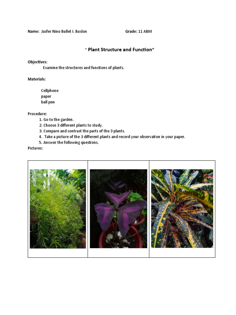Plant Structure and Function Study Guide | PDF | Plants | Leaf