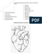 Anatomy of The Heart-1
