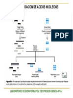 Southern Blot