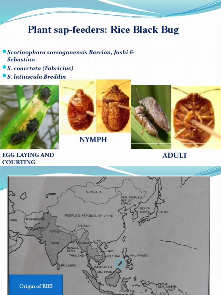 Rice Black Bug Life Cycle and Management | PDF | Fungus | Biological ...