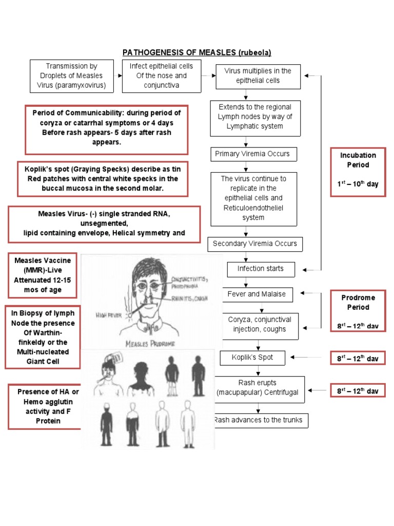 Measles Pathophysiology PDF Measles Virus