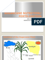 Sugarcane Nutrition/ Fertilization: Salvador Ocampo Agriculturist Ii, Sra