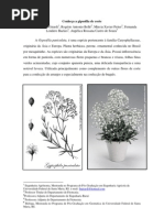 INFORME TÉCNICO - Gipsofila