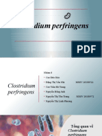 Clostridium-perfringens-1