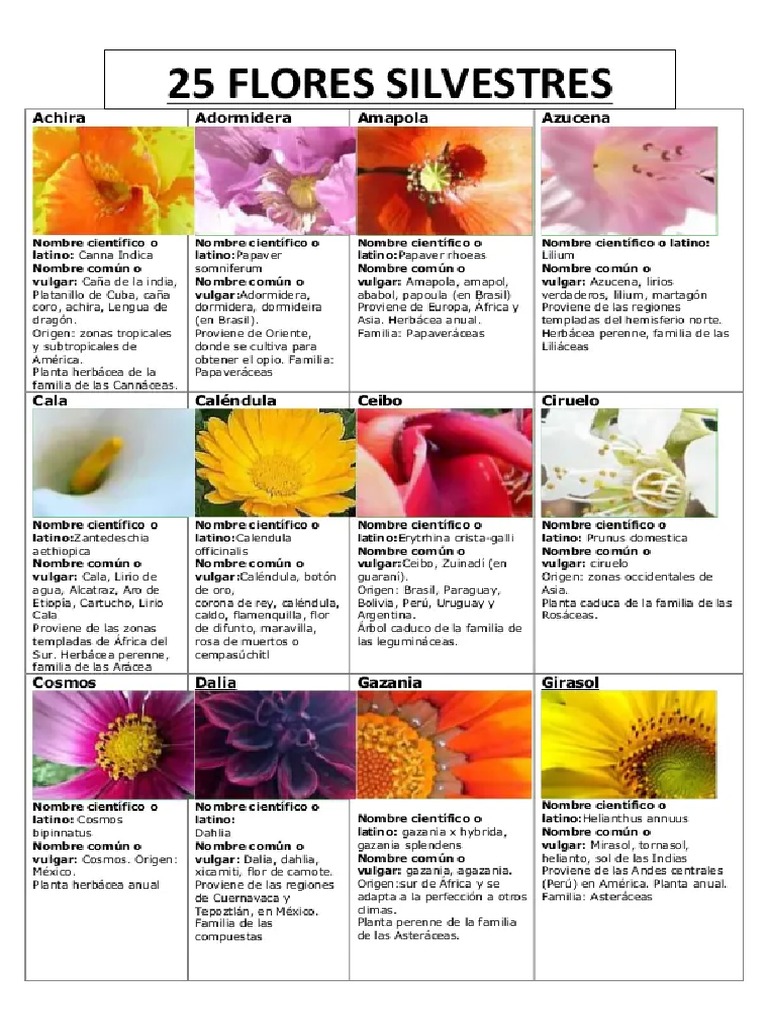 Ejemplos De Jardines De Flores Silvestres