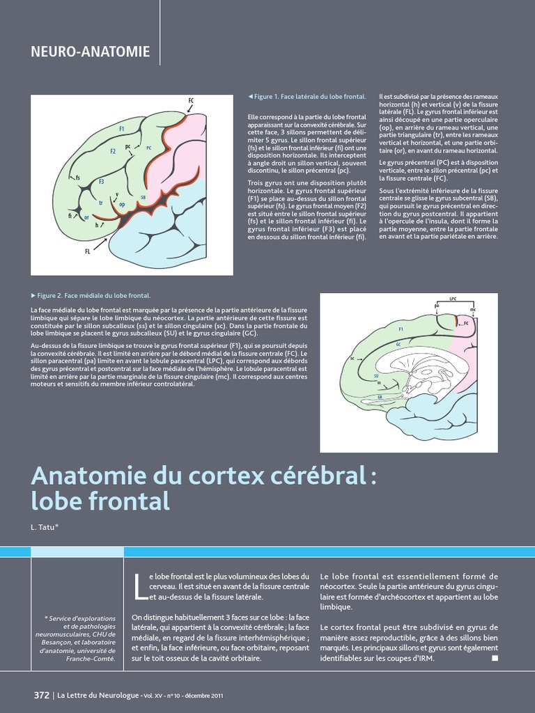 Neuro Anatomie | PDF | Circonvolution cérébrale | Système limbique
