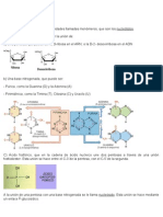 Acidos Nucleicos