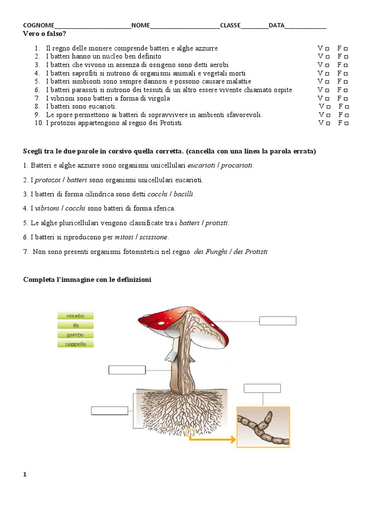 Verifica Batteri Funghi Muffe | PDF