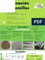 GerminaciÃ N de Semillas