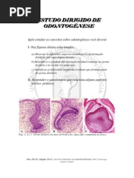ODONTOGENESE_2007