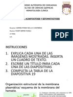 Acantocitosis y Estomacitosis