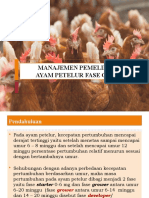 6.manajemen Ayam Petelur Fase Grower